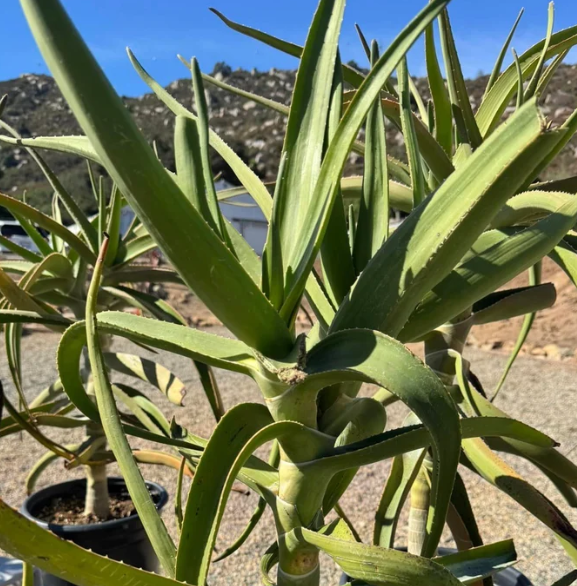 Aloe tongaensis 15 Pieces Seeds