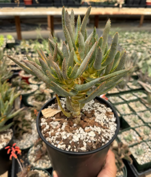 Aloe ramosissima 20 Pieces Seeds