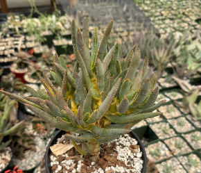 Aloe ramosissima 20 Pieces Seeds