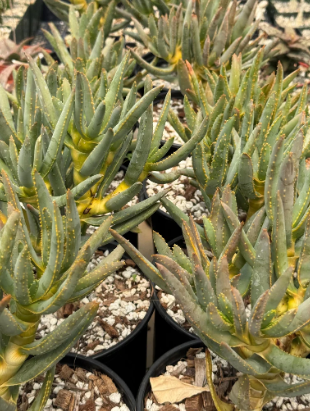 Aloe ramosissima 20 Pieces Seeds