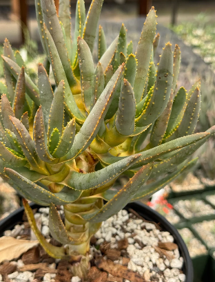 Aloe ramosissima 20 Pieces Seeds