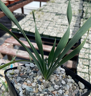 Boophone disticha 5 Pieces Seeds