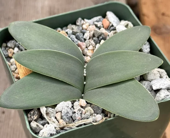 Brunsvigia gregaria 4 Pieces Seeds