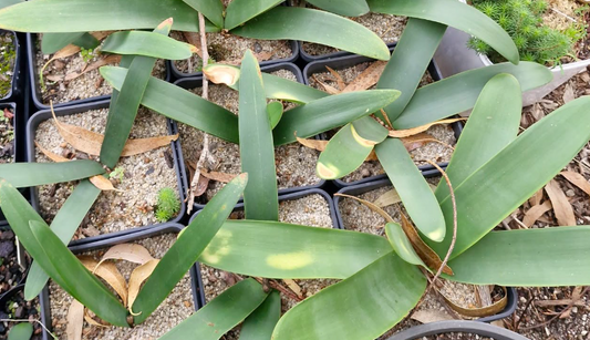 Brunsvigia gregaria 4 Pieces Seeds