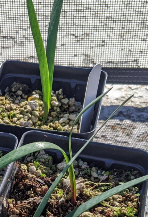 Brunsvigia litoralis 5 Pieces Seeds