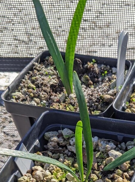 Brunsvigia litoralis 5 Pieces Seeds