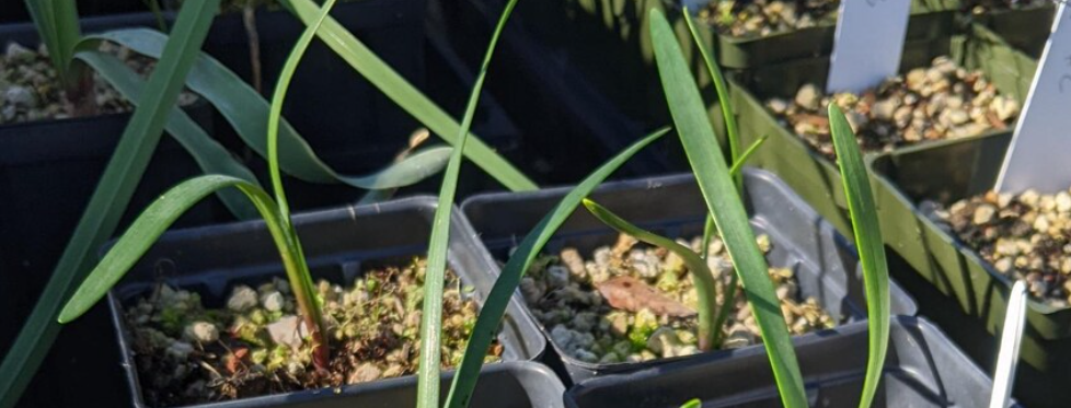 Brunsvigia litoralis 5 Pieces Seeds