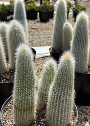 Cleistocactus strausii 10 Pieces Seeds