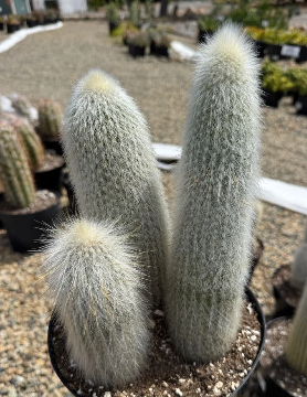 Cleistocactus strausii 10 Pieces Seeds