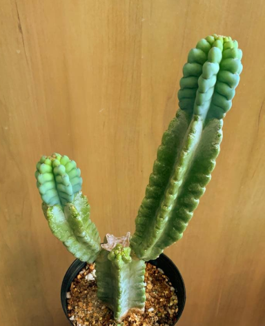 Cereus grenadensis 10 Pieces Seeds