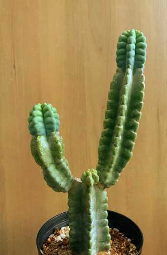 Cereus grenadensis 10 Pieces Seeds