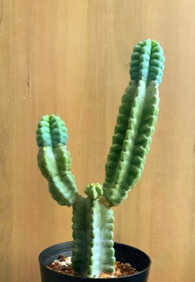 Cereus grenadensis 10 Pieces Seeds
