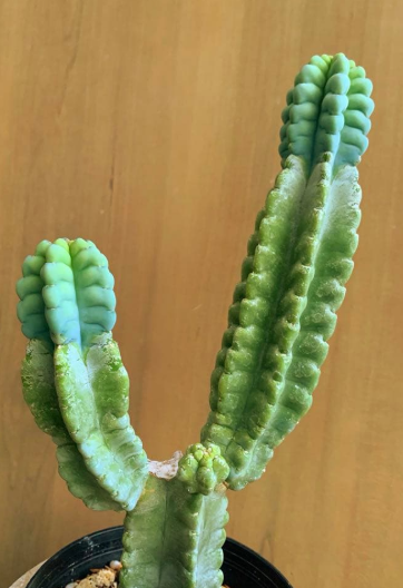 Cereus grenadensis 10 Pieces Seeds
