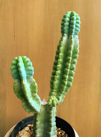 Cereus grenadensis 10 Pieces Seeds