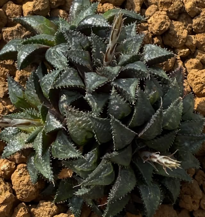 Haworthia mirabilis var. maraisii 10 Pieces Seeds