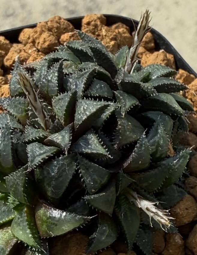 Haworthia mirabilis var. maraisii 10 Pieces Seeds