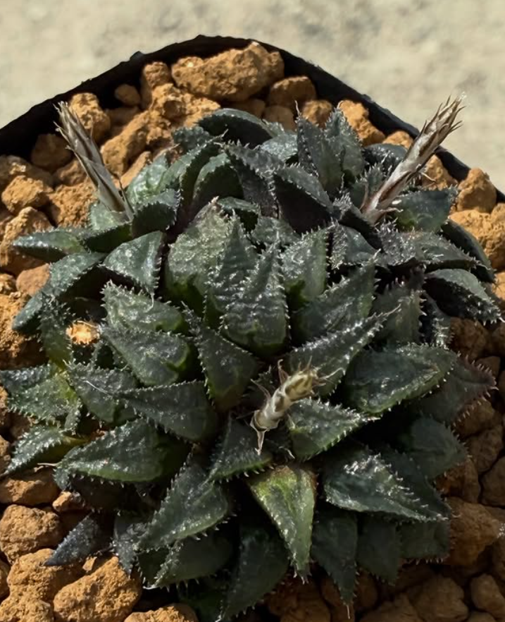 Haworthia mirabilis var. maraisii 10 Pieces Seeds