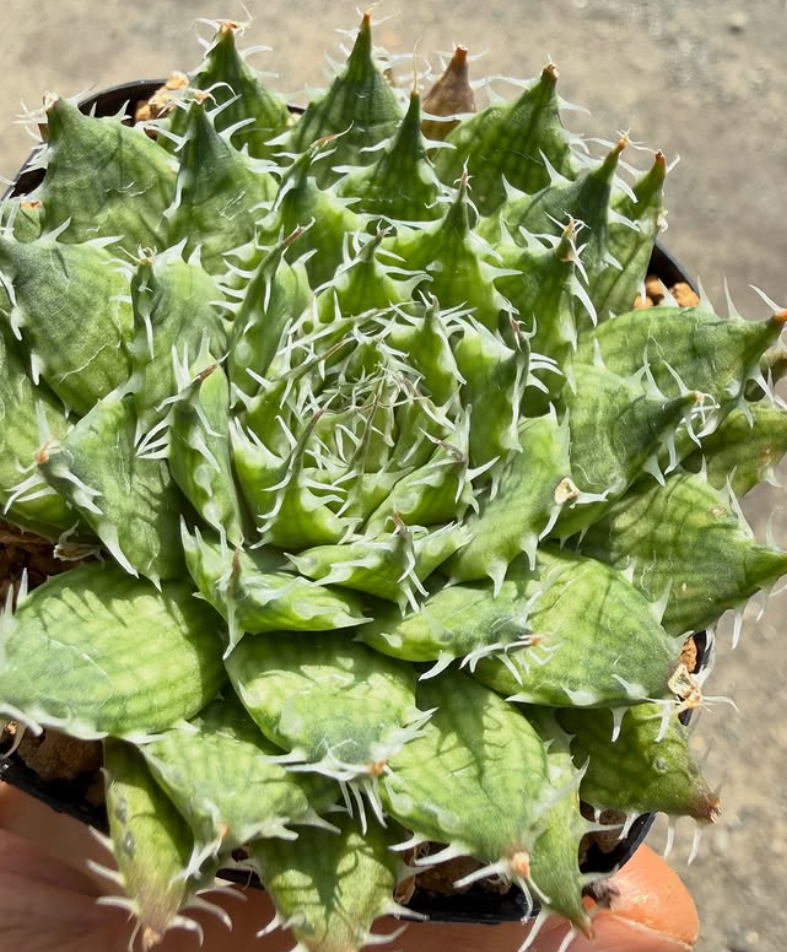 Haworthia armata 10 Pieces Seeds