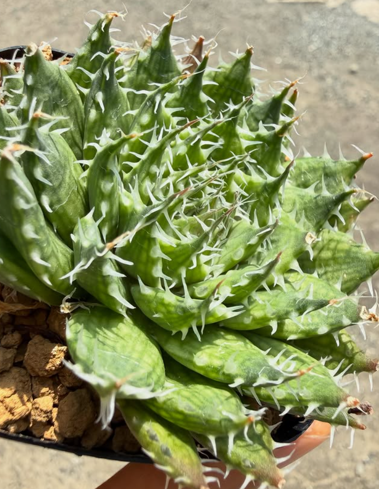 Haworthia armata 10 Pieces Seeds