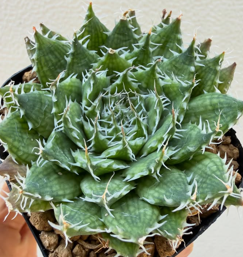 Haworthia armata 10 Pieces Seeds