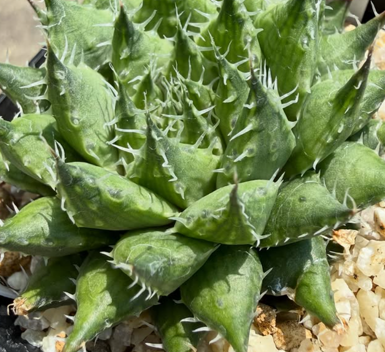 Haworthia armata 10 Pieces Seeds