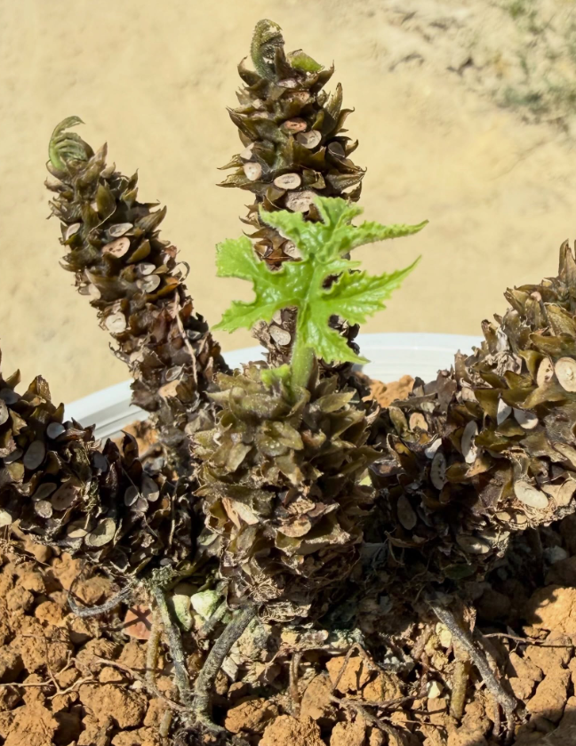 Dorstenia Confusa 6 Pieces Seeds