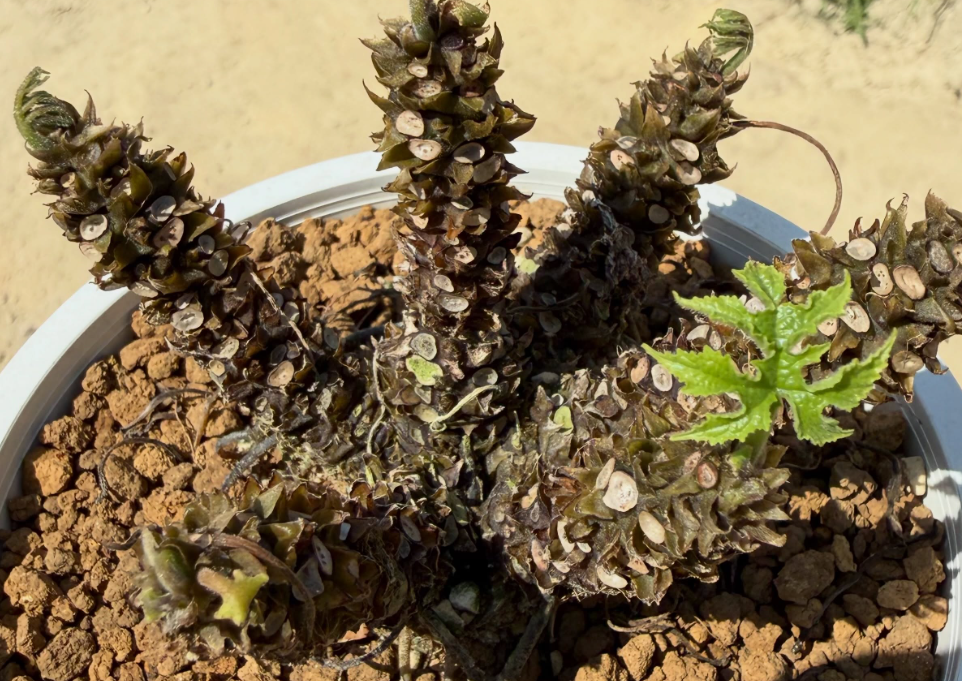 Dorstenia Confusa 6 Pieces Seeds