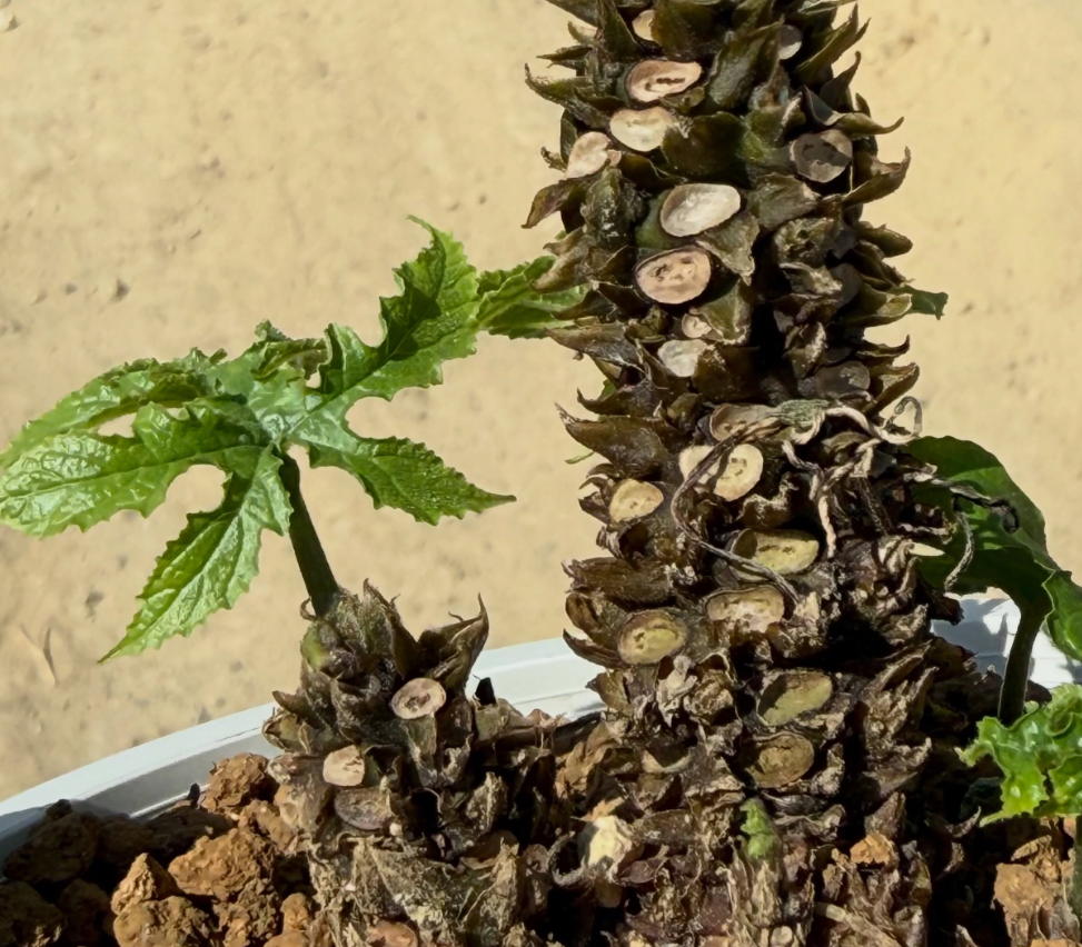 Dorstenia Confusa 6 Pieces Seeds