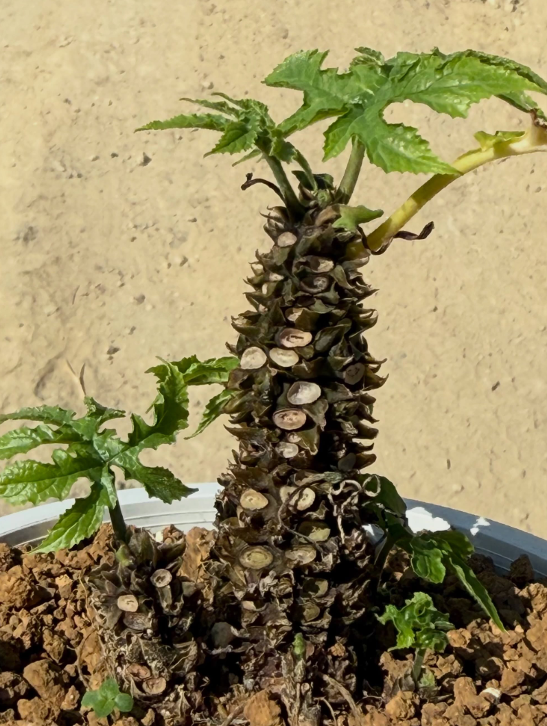 Dorstenia Confusa 6 Pieces Seeds