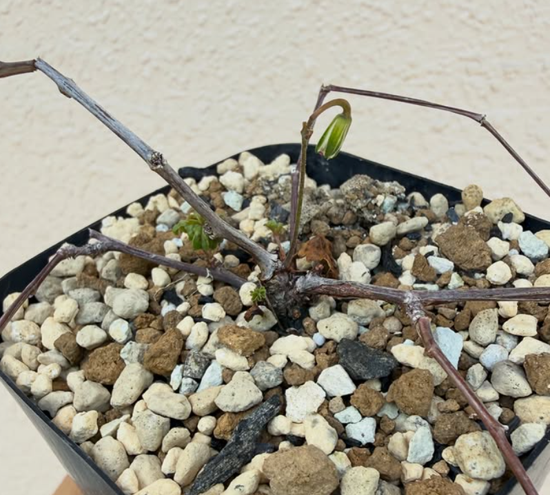 Pelargonium antidysentericum ssp. zonale 3 Pieces Seeds