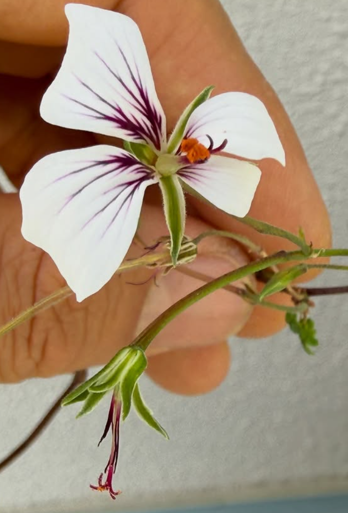Pelargonium antidysentericum ssp. zonale 3 Pieces Seeds