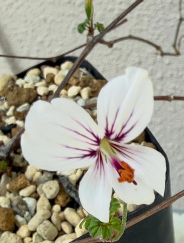 Pelargonium antidysentericum ssp. zonale 3 Pieces Seeds