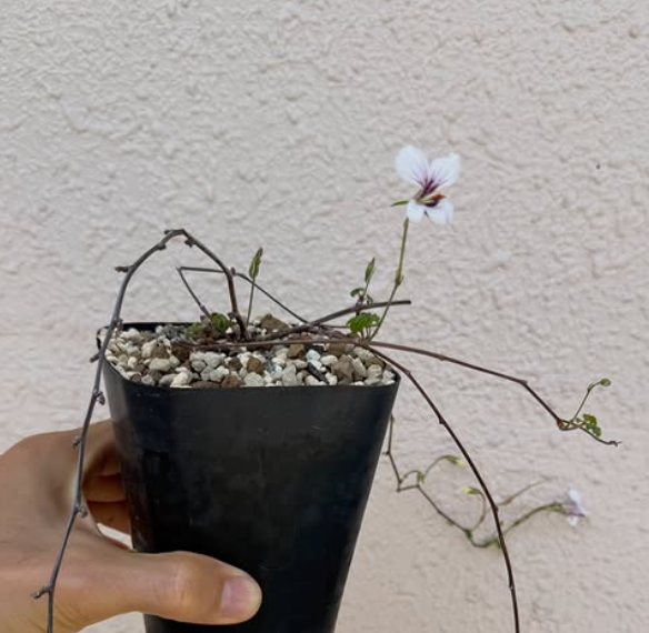 Pelargonium antidysentericum ssp. zonale 3 Pieces Seeds