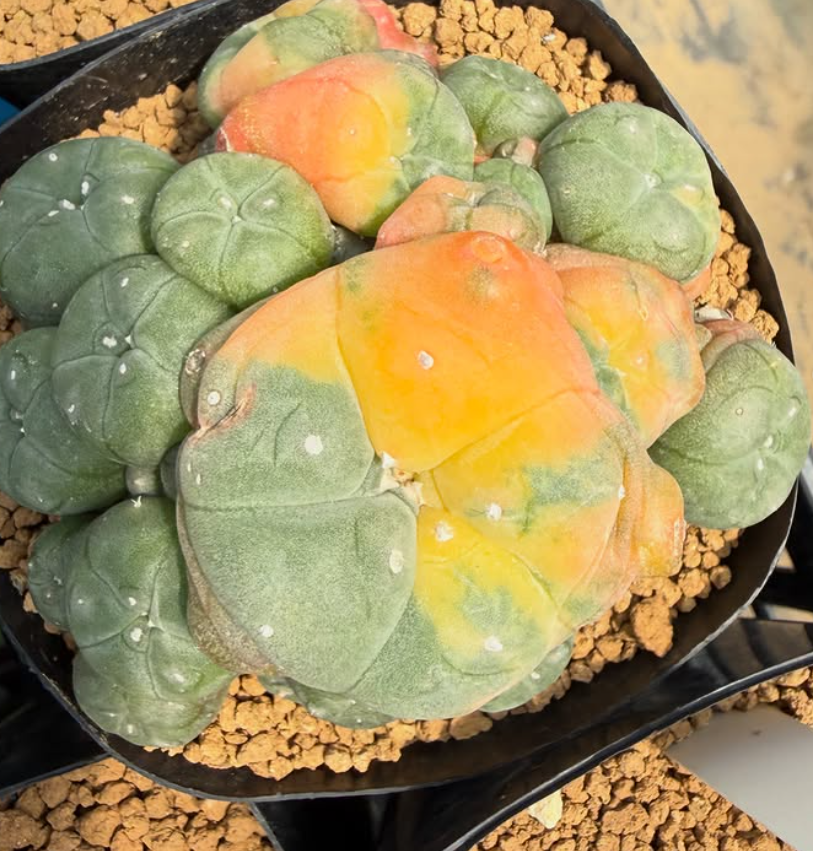 Lophophora williamsii var. caespitosa f. variegata 10 Pieces Seeds