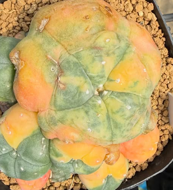 Lophophora williamsii var. caespitosa f. variegata 10 Pieces Seeds