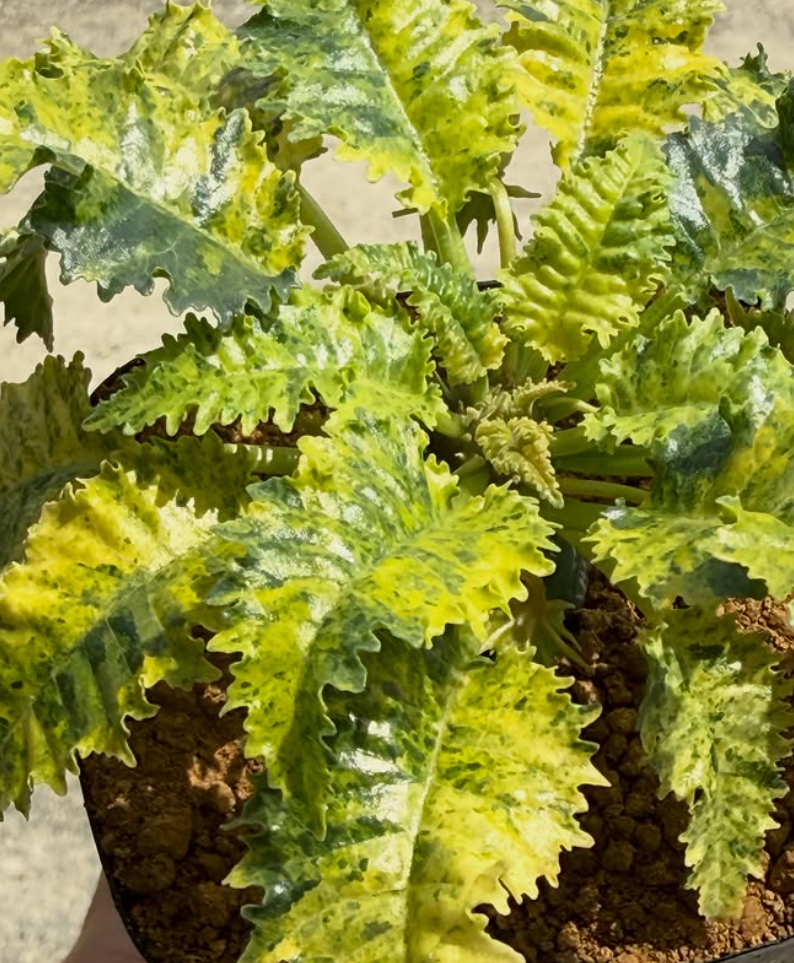 Dorstenia horwoodii 'Variegata' 6 Pieces Seeds