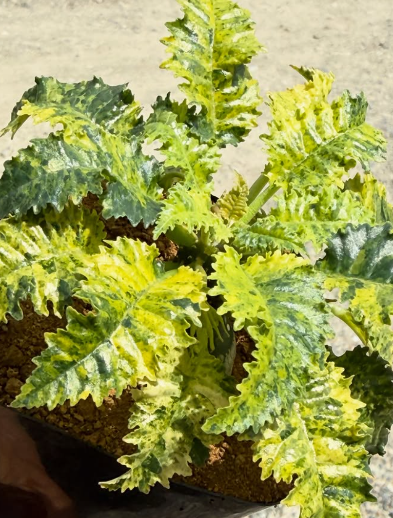 Dorstenia horwoodii 'Variegata' 6 Pieces Seeds