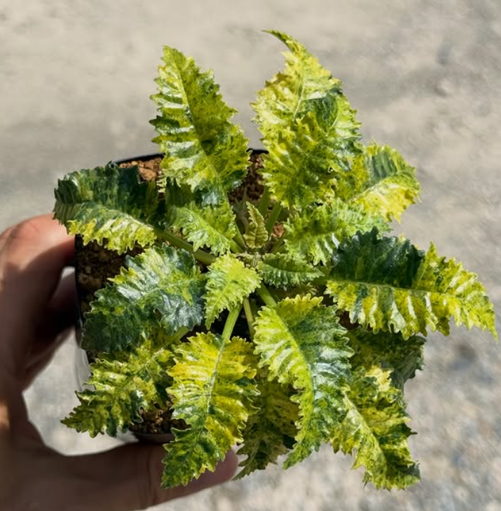 Dorstenia horwoodii 'Variegata' 6 Pieces Seeds