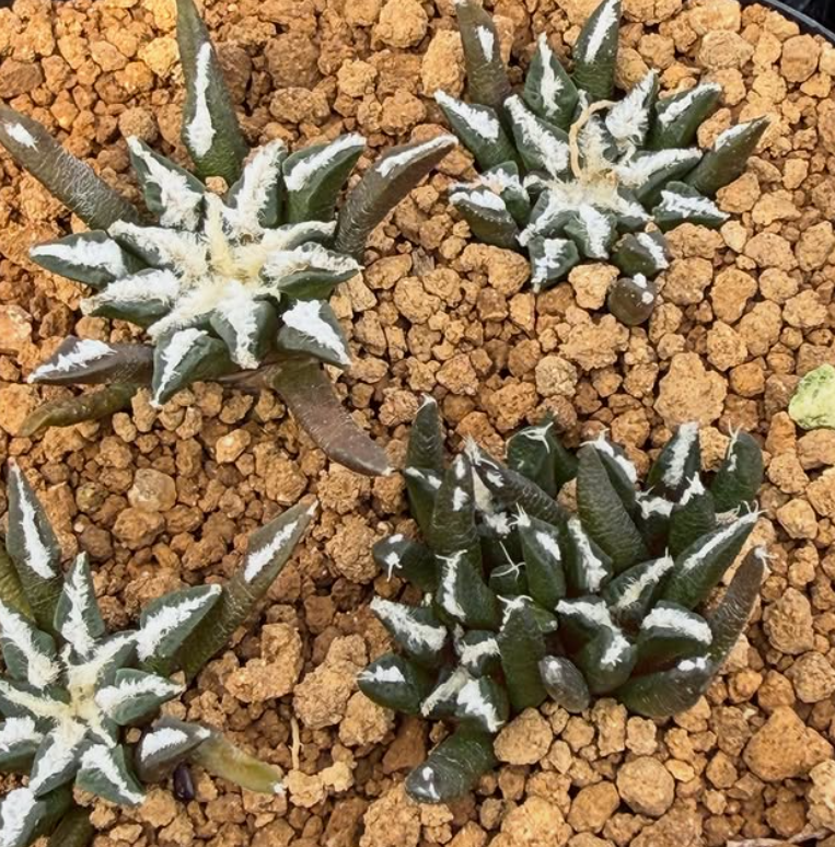 Ariocarpus kotschoubeyanus var. macdowellii 10 Pieces Seeds