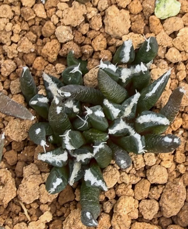 Ariocarpus kotschoubeyanus var. macdowellii 10 Pieces Seeds