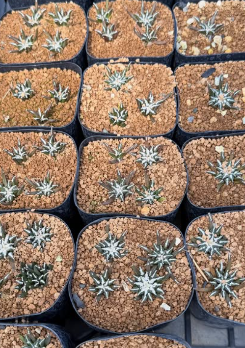 Ariocarpus kotschoubeyanus var. macdowellii 10 Pieces Seeds