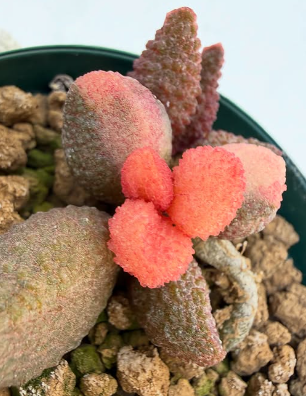 Adromischus marianiae 'herrei' from Vaalheuwal 10 Pieces Seeds