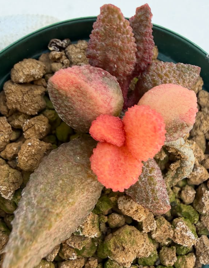 Adromischus marianiae 'herrei' from Vaalheuwal 10 Pieces Seeds