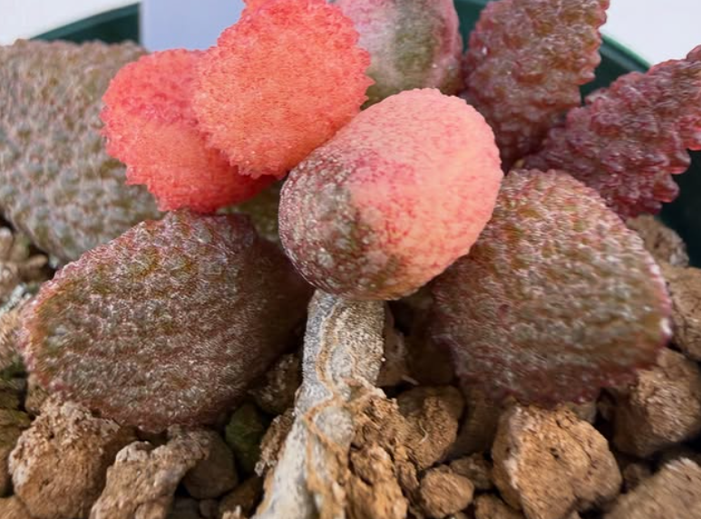Adromischus marianiae 'herrei' from Vaalheuwal 10 Pieces Seeds