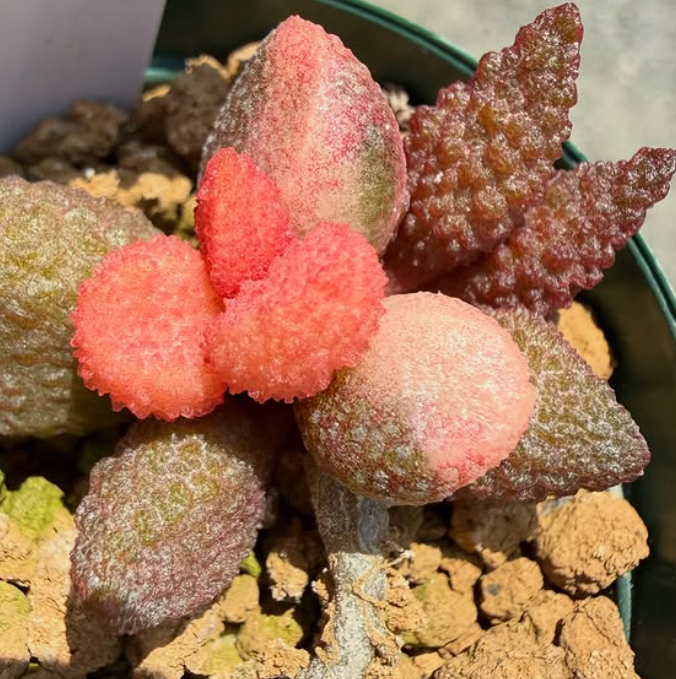 Adromischus marianiae 'herrei' from Vaalheuwal 10 Pieces Seeds