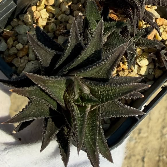 Haworthia ryneveldii 10 Pieces Seeds