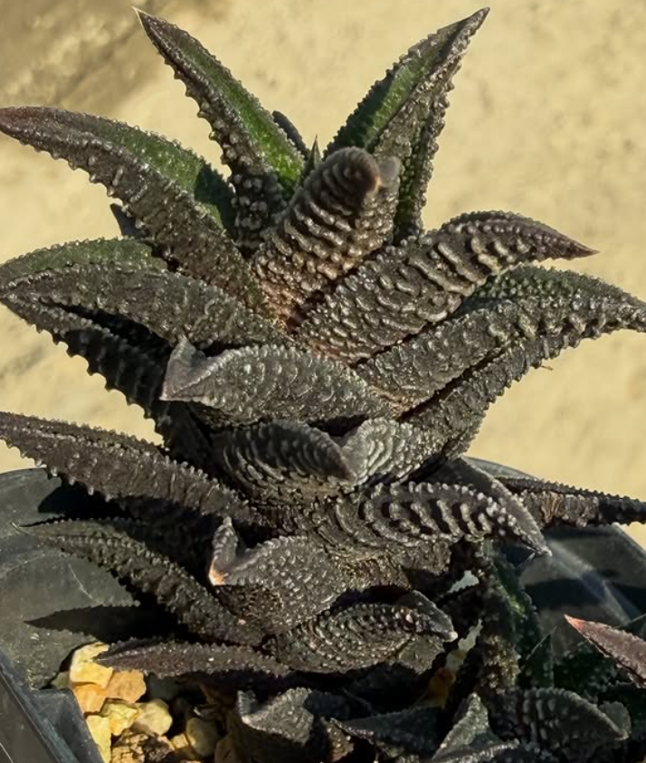 Haworthia ryneveldii 10 Pieces Seeds
