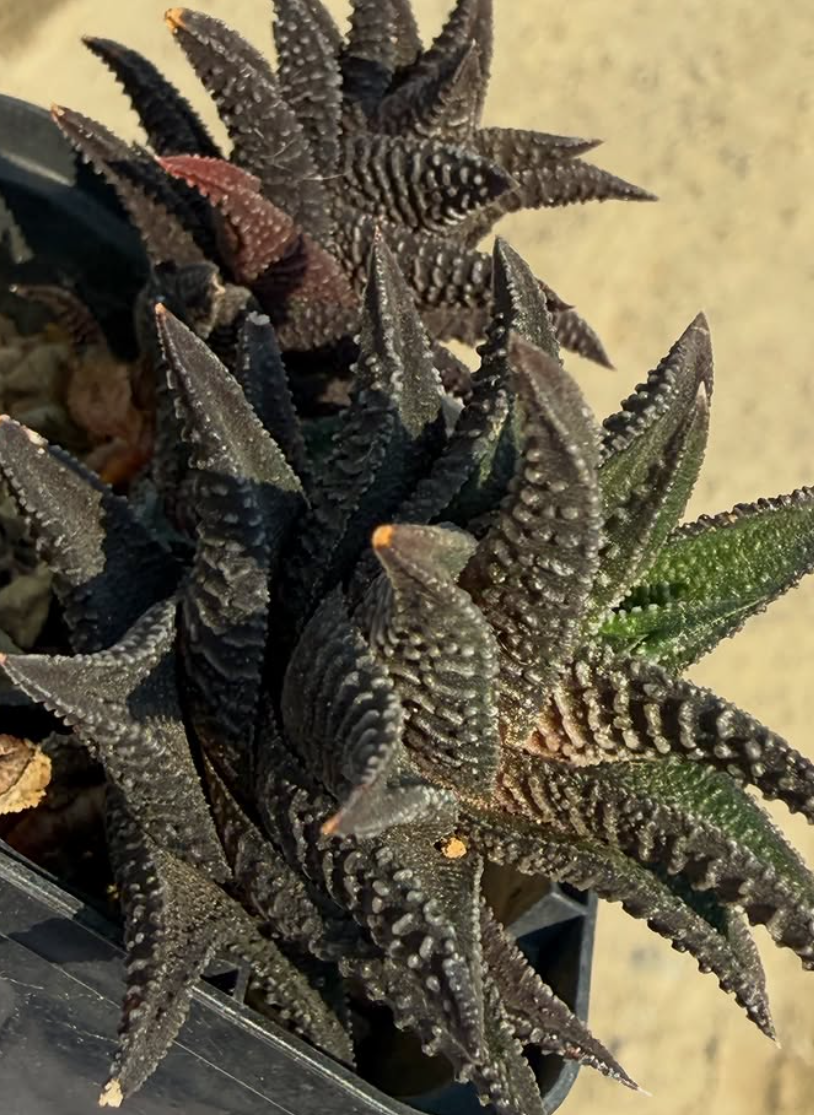 Haworthia ryneveldii 10 Pieces Seeds