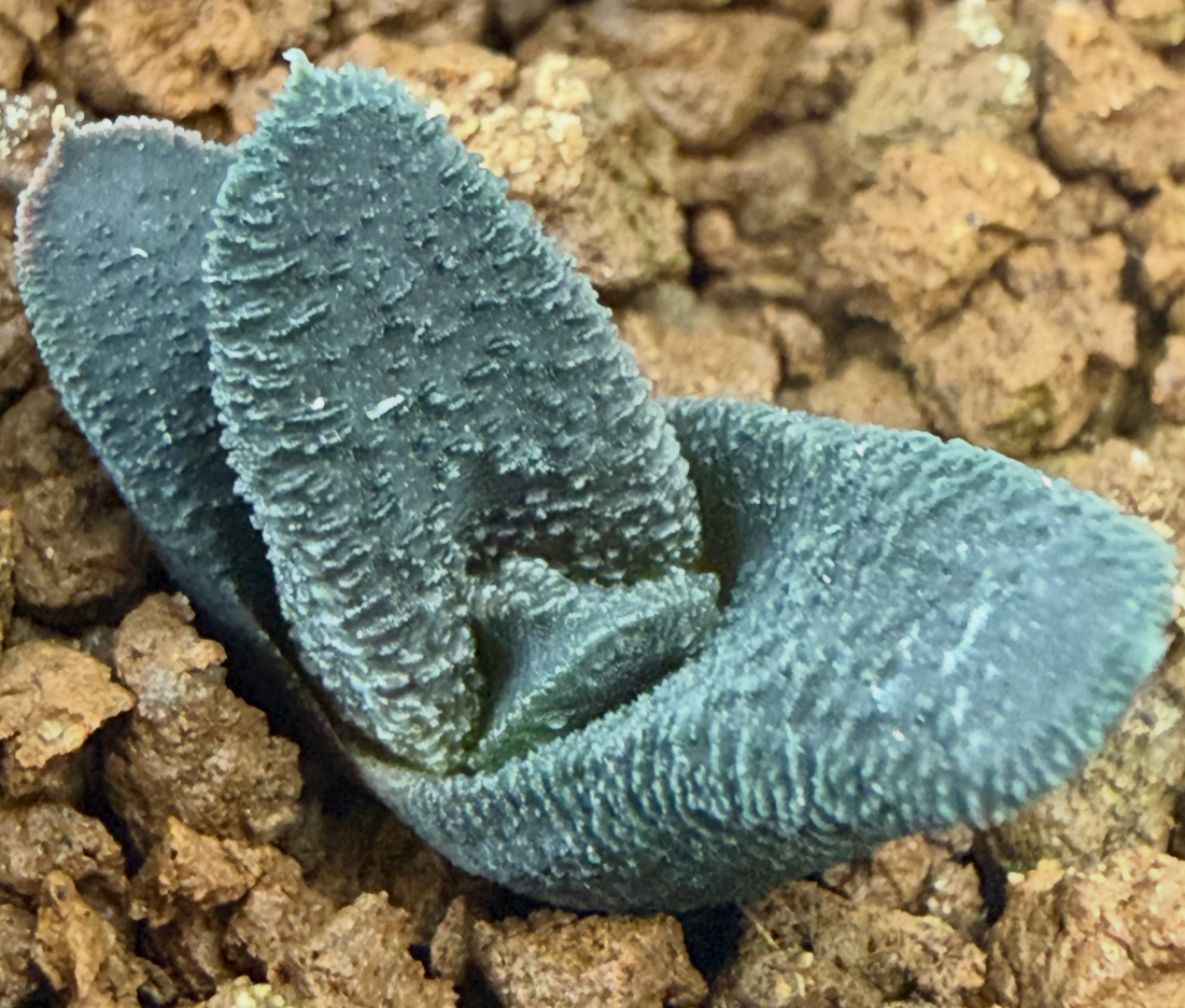 Haworthiopsis sordida 'Sapkamma' 10 Pieces Seeds