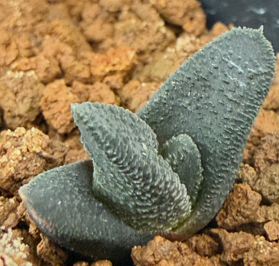 Haworthiopsis sordida 'Sapkamma' 10 Pieces Seeds